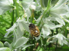 Anthophora villosula