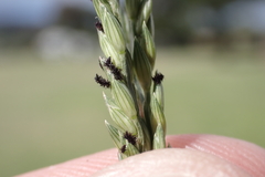 Urochloa glumaris