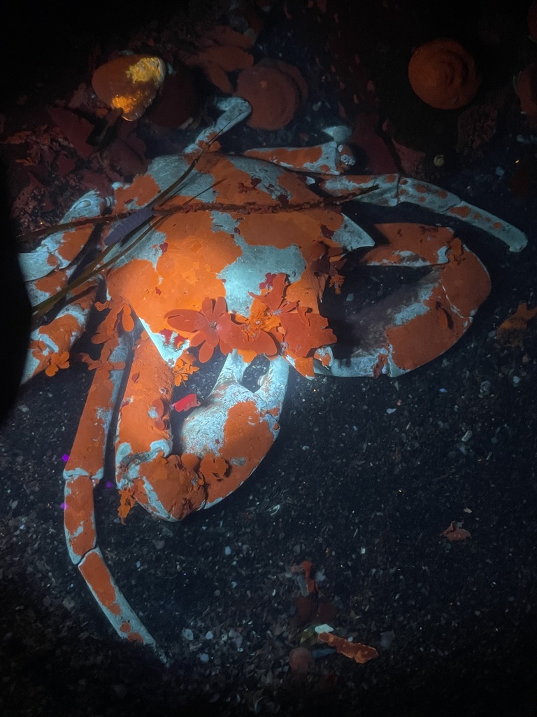 northern kelp crab