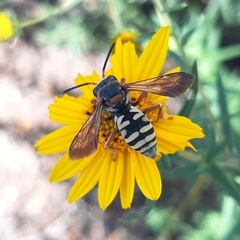 Triepeolus intrepidus