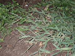 Urochloa glumaris