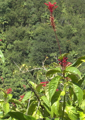 Odontonema cuspidatum