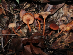 Lactarius strigosipes