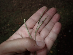 Urochloa glumaris