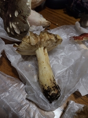 Russula puellaris