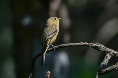 Empidonax fulvifrons