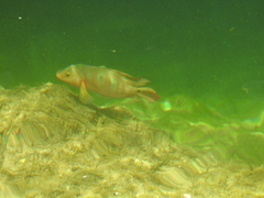 Mayaheros urophthalmus