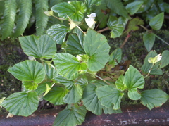 Begonia hirtella