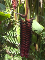 Heliconia mariae