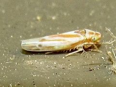 Erythridula