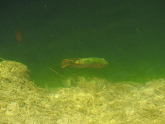 Mayaheros urophthalmus