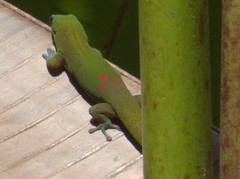 Phelsuma laticauda laticauda