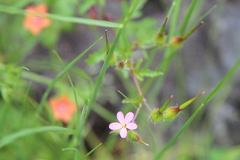 Geranium purpureum