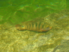 Mayaheros urophthalmus