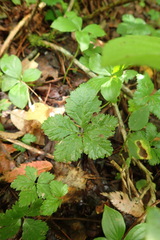 Rubus pedatus