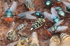 Placosternus difficilis