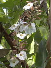 Thunbergia grandiflora
