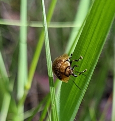 Paropsisterna cloelia