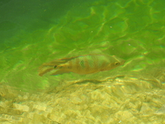 Mayaheros urophthalmus