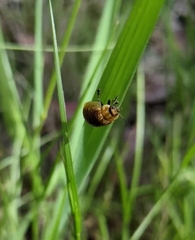 Paropsisterna cloelia