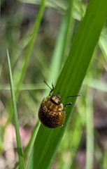 Paropsisterna cloelia