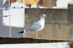 Larus michahellis