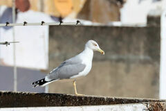 Larus michahellis