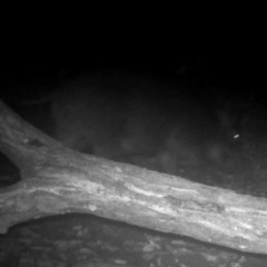 Sus scrofa leucomystax