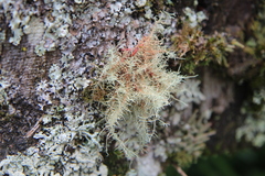 Usnea rubicunda
