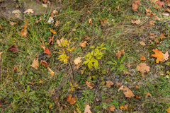 Anemone virginiana
