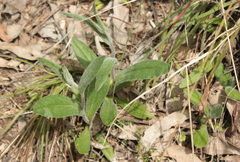 Coronidium scorpioides