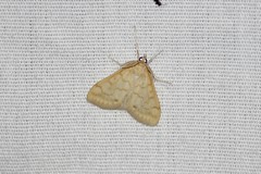 Hahncappsia pergilvalis