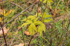 Anemone virginiana