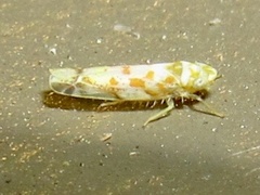 Dikrella maculata