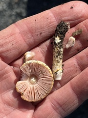 Agaricus diminutivus