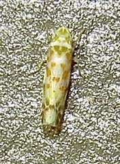 Dikrella maculata