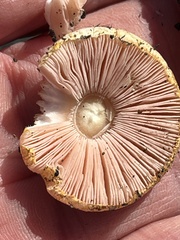 Agaricus diminutivus
