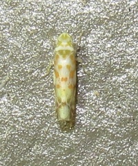 Dikrella maculata