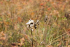 Anemone virginiana