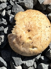 Agaricus diminutivus