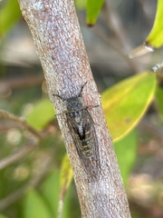 Haemopsalta rubea