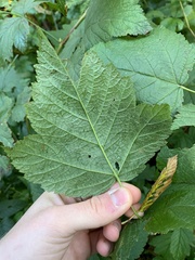 Physocarpus capitatus