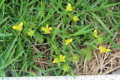 Ranunculus muricatus