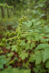 Agrimonia striata