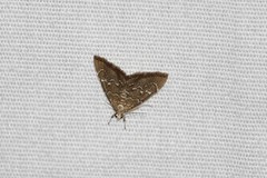 Glaphyriinae