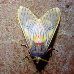 Idalus erythronota