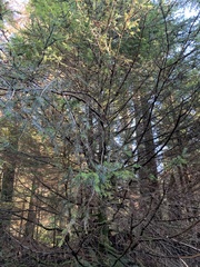 Picea sitchensis