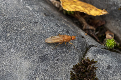 Heleomyzidae