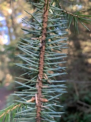 Picea sitchensis