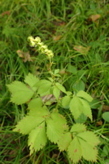 Agrimonia striata